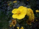 sadzonki - Pięciornik krzewiasty GOLD STAR Potentilla fruticosa /C2