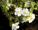sadzonki -  Pięciornik krzewiasty ABBOTSWOOD Potentilla fruticosa /P15 *K1