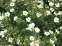 sadzonki - Pięciornik krzewiasty ABBOTSWOOD Potentilla fruticosa /P15 *K1