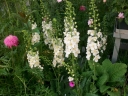 sadzonki - Dziewanna FLUSH OF WHITE Verbascum phoeniceum /C2 *K3