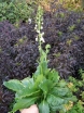 sadzonki - Dziewanna FLUSH OF WHITE Verbascum phoeniceum /C2 *K3