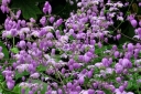 rośliny ozdobne -  Rutewka Delavaya Thalictrum delavayi