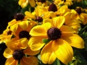 rośliny ogrodowe -  Rudbekia karłowa TOTO GOLD Rudbeckia hirta