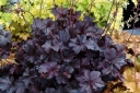 sadzonki -  Żurawka OBSIDIAN Heuchera