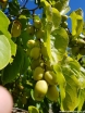rośliny ozdobne - Aktinidia Issai Kiwi samopylne C2/60-80cm *T46