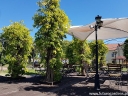rośliny ogrodowe - Aktinidia Issai Kiwi samopylne C2/60-80cm *T46
