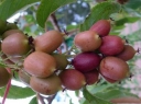 rośliny ogrodowe -  Aktinidia ostrolistna Hardy Red Kiwi (A. purpurea) odm.żeńska C5