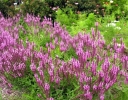 rośliny ogrodowe - Szałwia karłowa ROSE QUEEN Salvia nemorosa C1,5 *K7