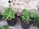 rośliny ogrodowe - Szałwia karłowa ROSE QUEEN Salvia nemorosa C1,5 *K7