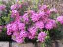 rośliny ogrodowe - Wawrzynek główkowy VARIEGATA Daphne cneorum C2/20cm