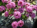rośliny ogrodowe - Wawrzynek główkowy VARIEGATA Daphne cneorum C2/20cm