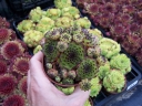 sklep ogrodniczy -  Rojnik ogrodowy nr 7 Sempervivum hybridum