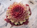sadzonki -  Rojnik ogrodowy nr 4 Sempervivum hybridum