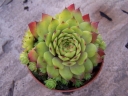 rośliny ozdobne -  Rojnik ogrodowy nr 3 Sempervivum hybridum