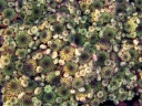 rośliny ozdobne - Rojnik ogrodowy nr 3 Sempervivum hybridum