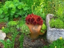 rośliny ogrodowe - Rojnik ogrodowy nr 3 Sempervivum hybridum