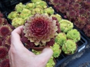 rośliny ozdobne -  Rojnik ogrodowy nr 1 Sempervivum hybridum