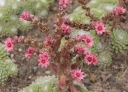 rośliny ogrodowe - Rojnik ogrodowy nr 13 Sempervivum hybridum