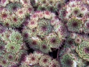 sadzonki - Rojnik ogrodowy nr 13 Sempervivum hybridum