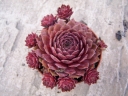 rośliny ogrodowe -  Rojnik ogrodowy nr 19 Sempervivum hybridum