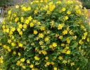 rośliny ogrodowe -  Dziurawiec HIDCOTE Hypericum syn. Hypericum hookerianum, Hypericum patulum /C3 *K19
