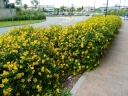 sadzonki - Dziurawiec HIDCOTE Hypericum syn. Hypericum hookerianum, Hypericum patulum /C3 *K19