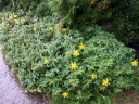rośliny ogrodowe -  Dziurawiec kielichowaty Hypericum calycinum ang. Rose of Sharon /C2 *K16