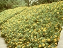 sklep ogrodniczy - Dziurawiec kielichowaty Hypericum calycinum ang. Rose of Sharon /C2 *K16