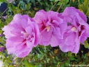 sklep ogrodniczy - HIBISCUS syriacus LAVENDER CHIFFON Ketmia syryjska P15/50cm *1