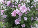 rośliny ozdobne - HIBISCUS syriacus LAVENDER CHIFFON Ketmia syryjska P15/50cm *1