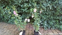 sklep ogrodniczy - HIBISCUS syriacus LAVENDER CHIFFON Ketmia syryjska P15/50cm *1