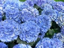 sklep ogrodniczy -  Hortensja ogrodowa BLOOMSTAR® Blau 'Endless Summer' Hydrangea macrophylla /C5 *K13