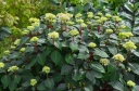 rośliny ozdobne - Hortensja ogrodowa BLOOMSTAR® Blau 'Endless Summer' Hydrangea macrophylla /C5 *K13