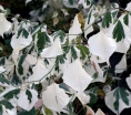 rośliny ozdobne - Judaszowiec kanadyjski SILVER LINING® Cercis canadensis C7,5/130-160cm
