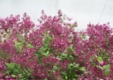 sklep ogrodniczy - Lilak BLOOMERANG® Dark Purple Syringa C3/40cm *K17