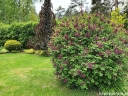 sadzonki - Lilak BLOOMERANG® Dark Purple Syringa C3/40cm *K17