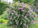 rośliny ozdobne - Lilak BLOOMERANG® Dark Purple Syringa C3/40cm *K17