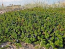 rośliny ogrodowe - Bażyna czarna odm. azjatycka NAKAI Empetrum asiaticum /C1