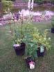 rośliny ozdobne - Kolorowy ogród - zestaw 3 hortensji - MEGA PROMOCJA!!!