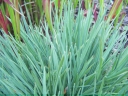 rośliny ogrodowe - Strzęplica sina Koeleria glauca /C2