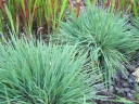 rośliny ogrodowe - Strzęplica sina Koeleria glauca /C2