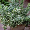 rośliny ozdobne -  Trzmielina Fortune'a EMERALD GAIETY Euonymus fortunei /C1,5
