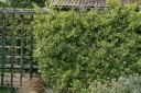 rośliny ogrodowe - Trzmielina Fortune'a EMERALD GAIETY Euonymus fortunei /C1,5