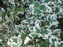 rośliny ozdobne - Trzmielina Fortune'a EMERALD GAIETY Euonymus fortunei /C1,5