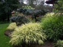 rośliny ogrodowe -  Hakonechloa macra 'STRIPE IT RICH' /C2,5 *62T