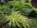 rośliny ozdobne - Hakonechloa macra 'STRIPE IT RICH' /C2,5 *62T
