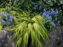 sklep ogrodniczy - Hakonechloa macra 'STRIPE IT RICH' /C2,5 *62T