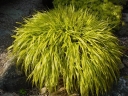 sadzonki - Hakonechloa macra 'STRIPE IT RICH' /C2,5 *62T