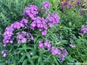 rośliny ozdobne -  Płomyk wiechowaty LAURA Phlox paniculata Floks /P11