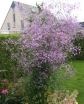 rośliny ozdobne - Rutewka BLACK STOCKINGS Thalictrum C2,5